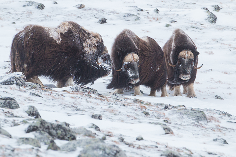 Muskusossen in winters Dovrefjell