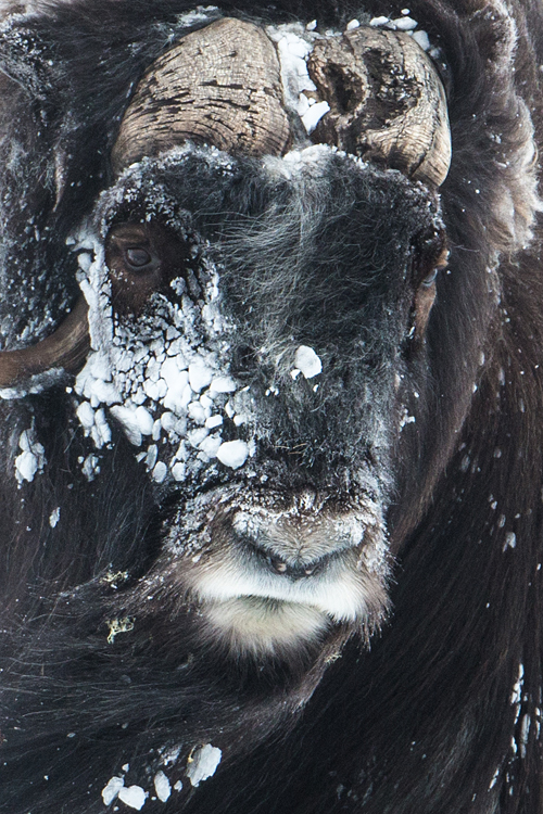 Portret van een besneeuwde muskusos stier