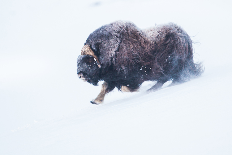 Muskusos stier sprint over de sneeuw