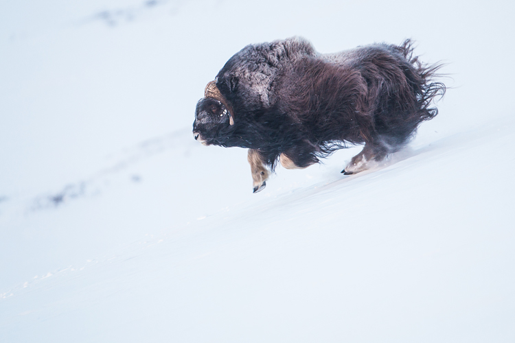 Muskusos (Ovibos moschatus) stier sprint door de sneeuw