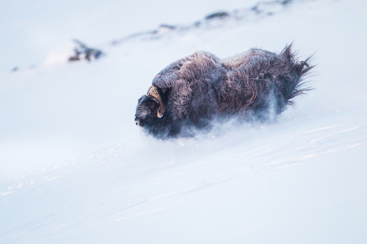 Muskusos stier sprint over de sneeuw