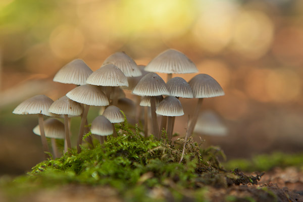 Groepje mycenas in de herfstzon