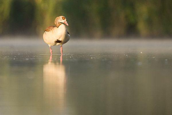 Nijlgans (Alopochen qegyptiacus) vanuit een laag standpunt