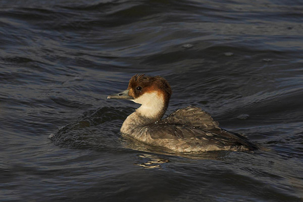 Nonnetje (Mergellus albellus) 