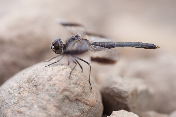 Noordelijke bandgrondlibel (Brachythemis impartita)