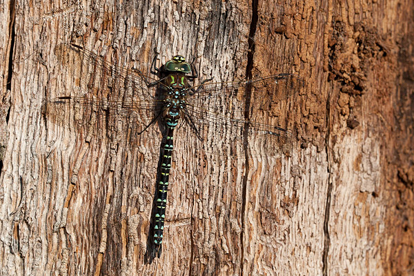 Noordse glazenmaker (Aeshna subarctica) opwarmend op een dode boom