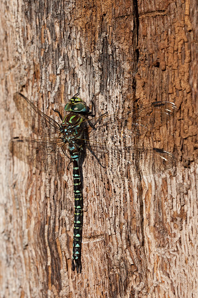 Mannetje Noordse glazenmaker (Aeshna subarctica) op een dode boom