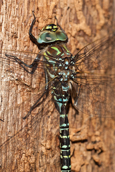 Noordse glazenmaker (Aeshna subarctica) opwarmend op een dode boom