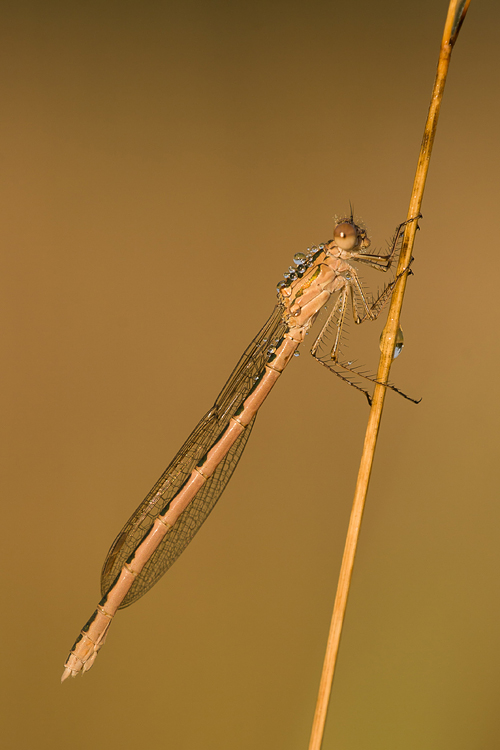 Noordse winterjuffer (Sympecma paedisca) 