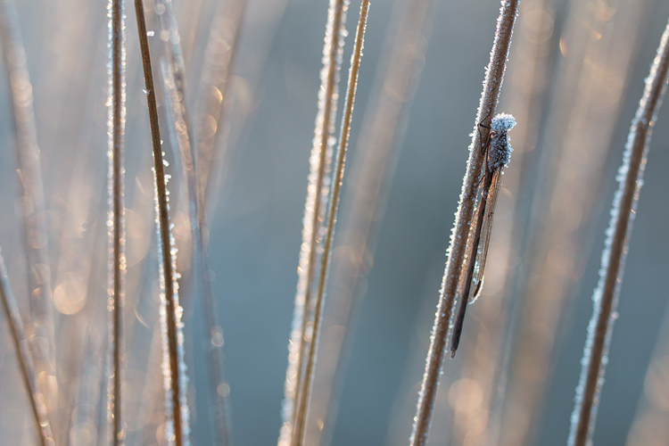 Noordse winterjuffer (Sympecma paedisca) in tegenlicht met bokeh