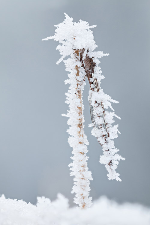 Noordse winterjuffer (Sympecma paedisca) bedekt met een dikke laag rijp