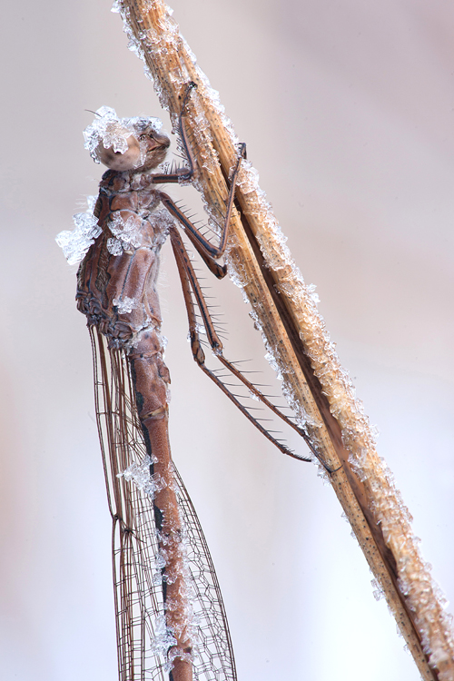 Noordse winterjuffer (Sympecma paedisca) met rijpkristallen