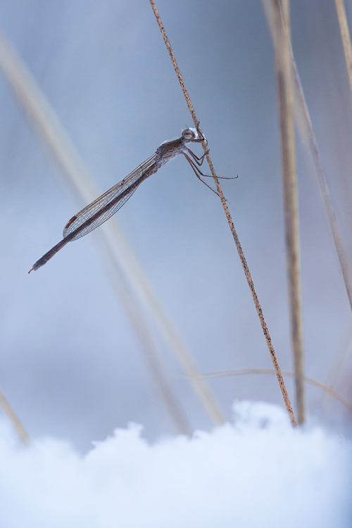 Noordse winterjuffer (Sympecma paedisca) in de sneeuw