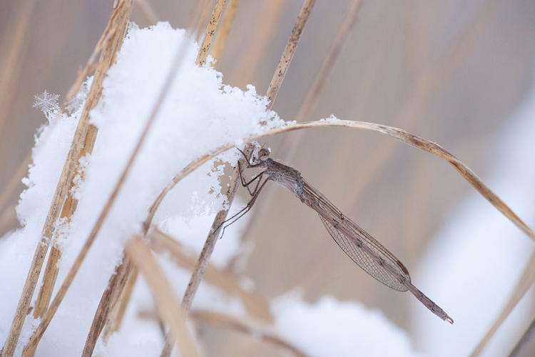 Noordse winterjuffer (Sympecma paedisca) in de sneeuw