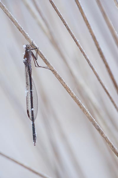 Noordse winterjuffer (Sympecma paedisca) in de sneeuw