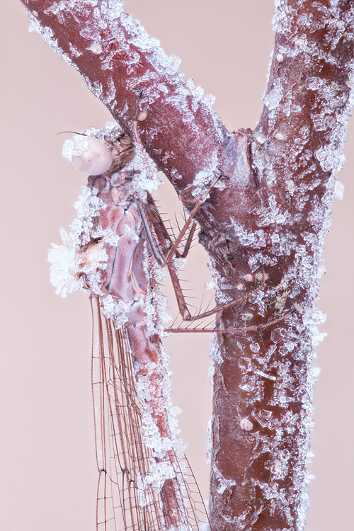 Noordse winterjuffer close-up met rijpkristallen