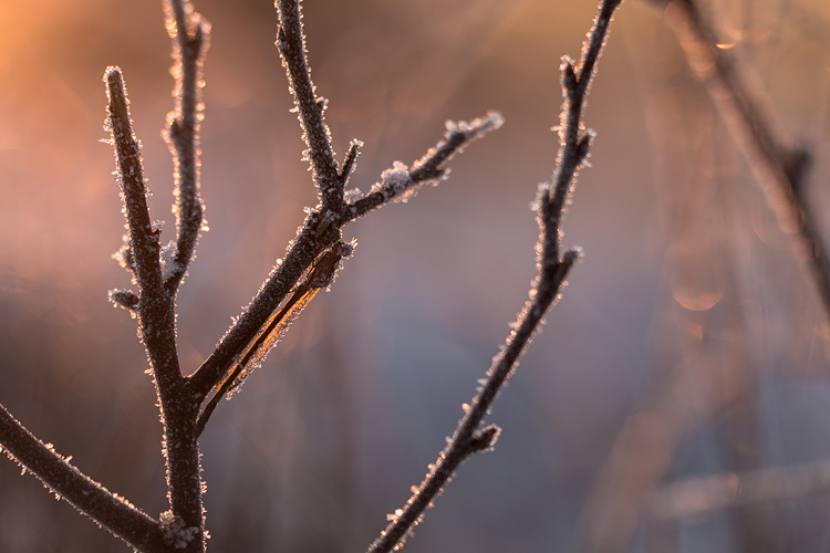 Noordse winterjuffer in het vroege winterzonnetje