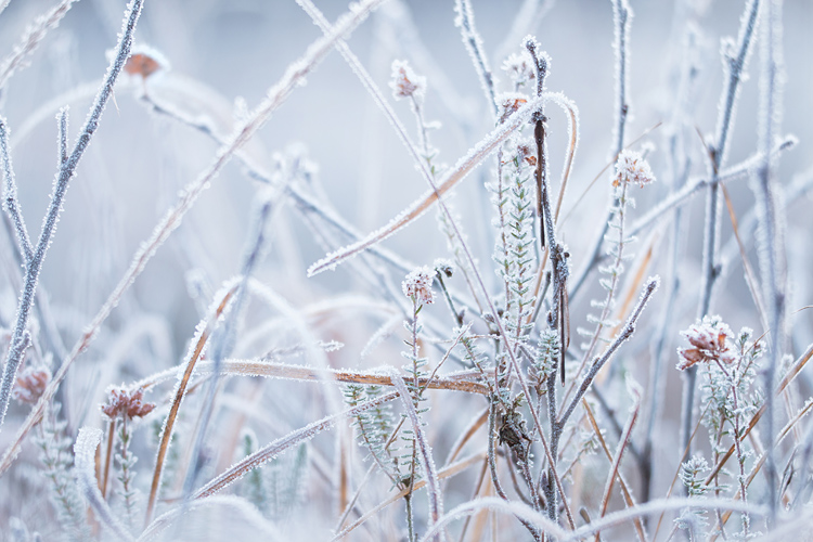 Berijpte noordse winterjuffers in hun bevroren omgeving