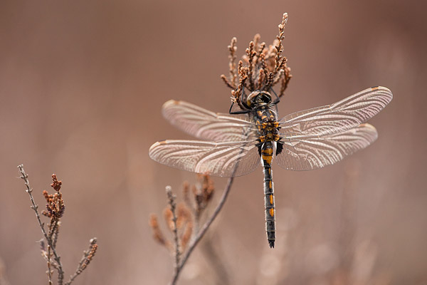 Noordse witsnuitlibel (Leucorrhinia rubicunda) 