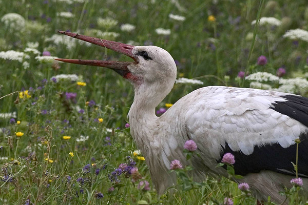 Ooievaar (Ciconia ciconia) 