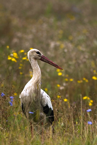 Ooievaar (Ciconia Ciconia) in zijn territorium