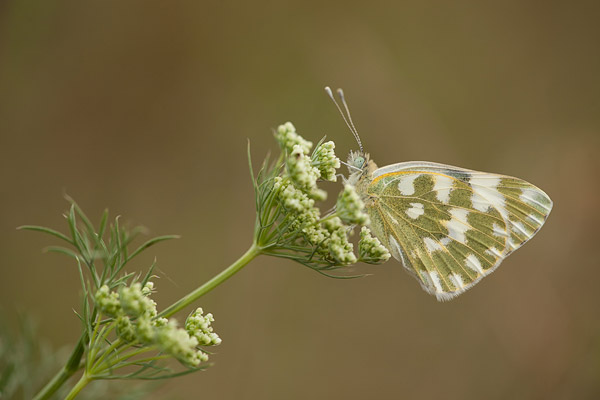 Oostelijk resedawitje (Pontia edusa) 