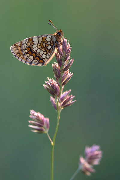 Oostelijke parelmoervlinder (Melitaea britomartis) in het vroege ochtendlicht