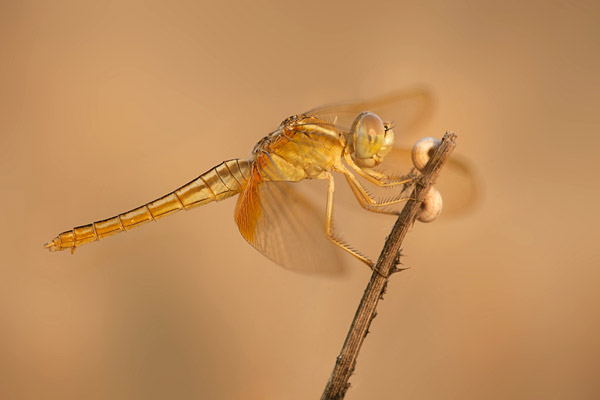 Oostelijke vuurlibel (Crocothemis servilia)