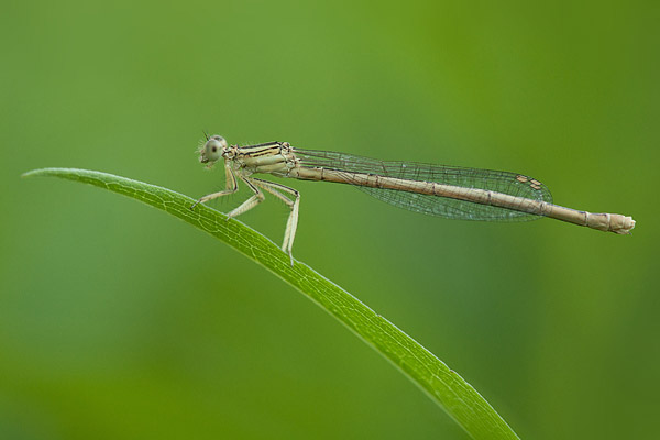 Oranje breedscheenjuffer (Platycnemis acutipennis) Oranje breedscheenjuffer (Platycnemis acutipennis)