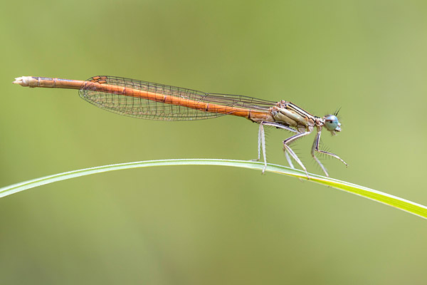 Mannetje Oranje breedscheenjuffer (Platycnemis acutipennis) 