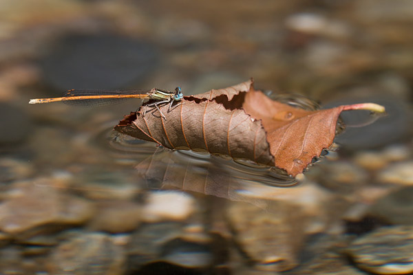 Mannetje Oranje breedscheenjuffer (Platycnemis acutipennis) 