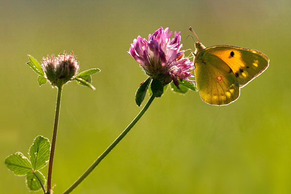 Oranje luzernevlinder (Colias croceus) in tegenlicht