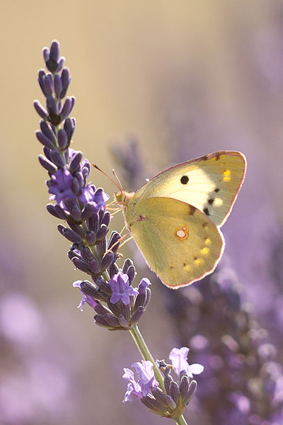 Oranje luzernevlinder (Colias croceus) in een lavendelveld