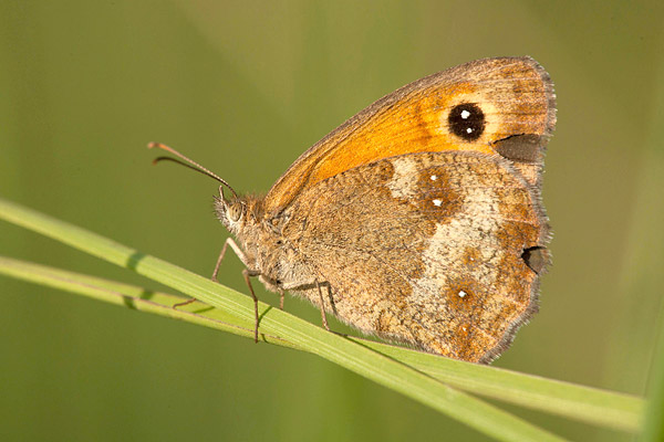 Oranje zandoogje (Pyronia tithonus) 