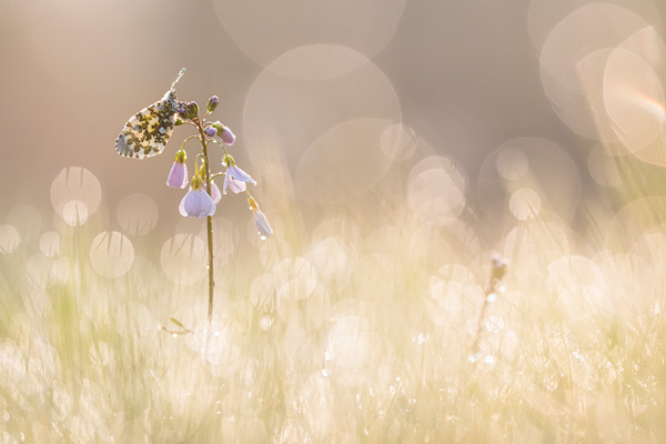 Het vrouwtje van het oranjetipje tussen de dauwdruppels en bokeh