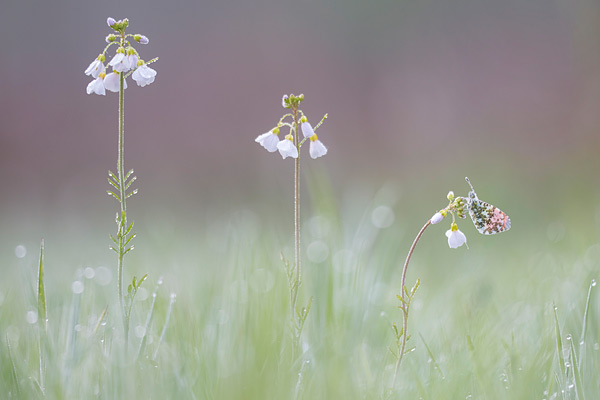 Mannetjes Oranjetipje (Anthocharis cardamines) op pinksterbloem