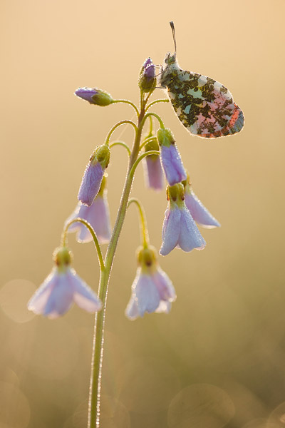 Oranjetipje (Anthocharis cardamines) 