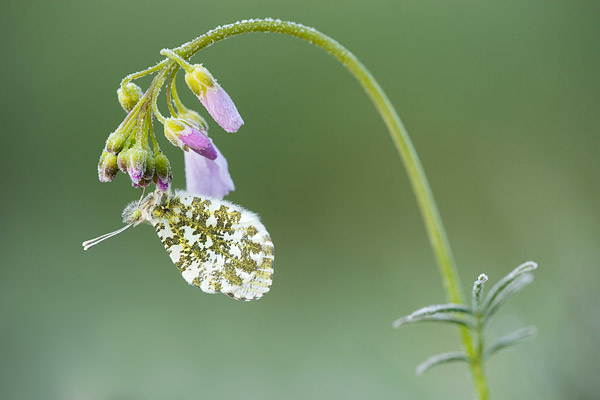 Oranjetipje (Anthocharis cardamines) op berijpte pinksterbloem