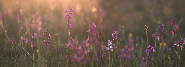 IJle moerasorchis (laxiflora), tongorchis (Serapias lingua) en harlekijn (orchis morio)