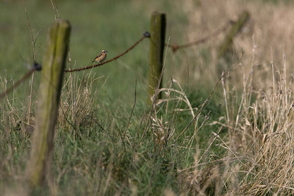 Paapje (Saxicola rubetra) 