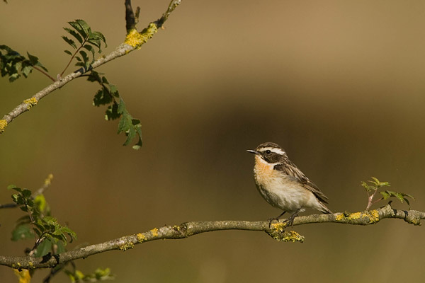 Paapje (Saxicola rubetra).