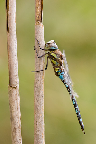 Paardenbijter (Aeshna mixta) 