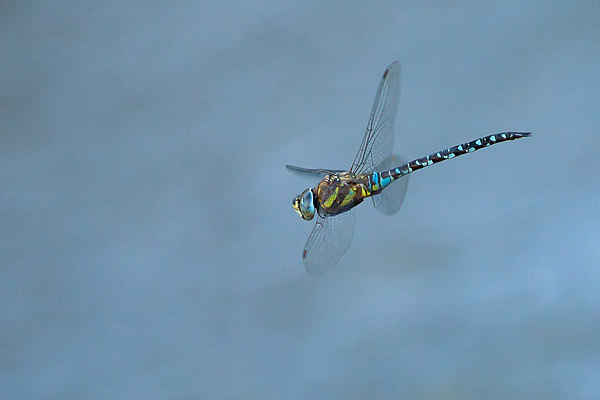 Paardenbijter (Aeshna mixta) in vlucht