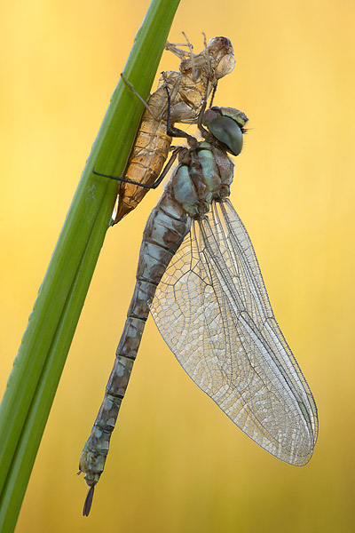 Uitsluipende Paardenbijter (Aeshna mixta) 