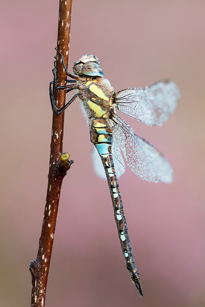 Uitsluipende paardenbijter (Aeschna mixta)