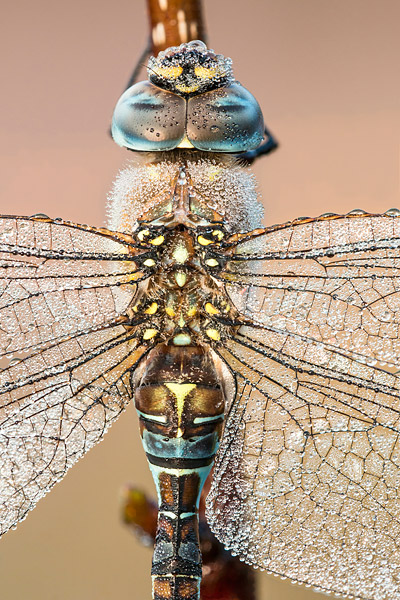 Paardenbijter (Aeshna mixta) man onder de dauw