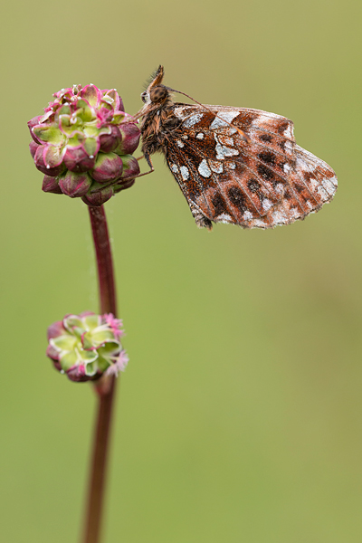 Paarse parelmoervlinder (Boloria dia) 