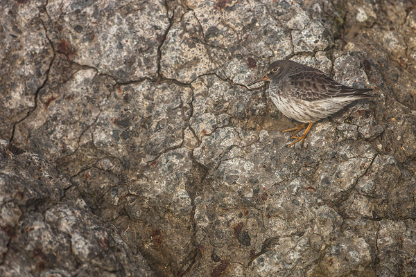 Paarse strandloper (Calidris maritima) en steenstructuur