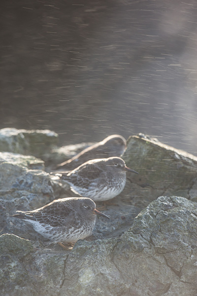 Paarse strandloper (Calidris maritima) in tegenlicht met opspattend water