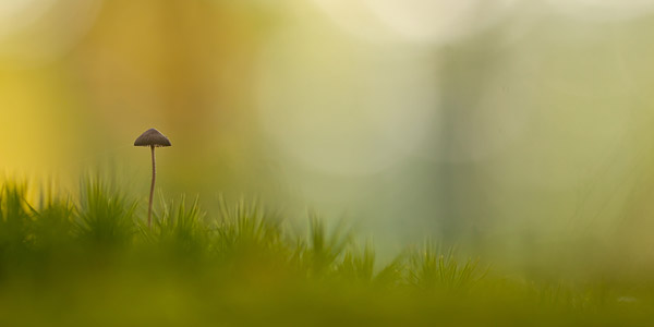 Paddenstoel met frisse kleuren gefotografeerd